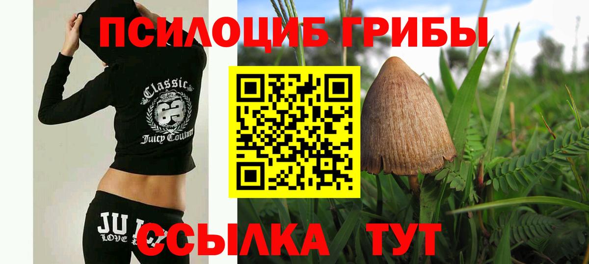 Галлюциногенные грибы Psilocybe Гулькевичи